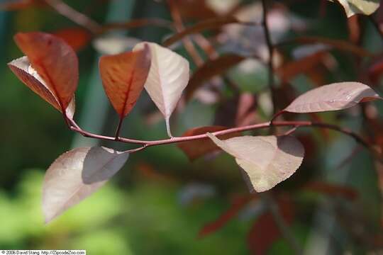 Image of Prunus × cistena