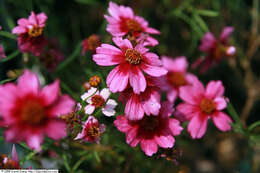 Image of pink tickseed