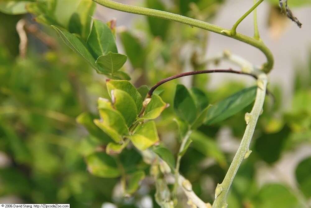 Image of Chinese wisteria