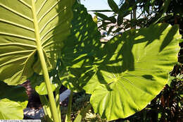 Alocasia odora (G. Lodd.) Spach resmi