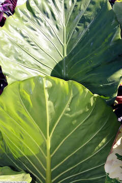 Imagem de Alocasia macrorrhizos (L.) G. Don