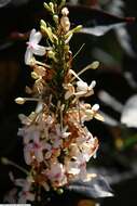 Image de Pseuderanthemum maculatum (Lodd.) I. M. Turner