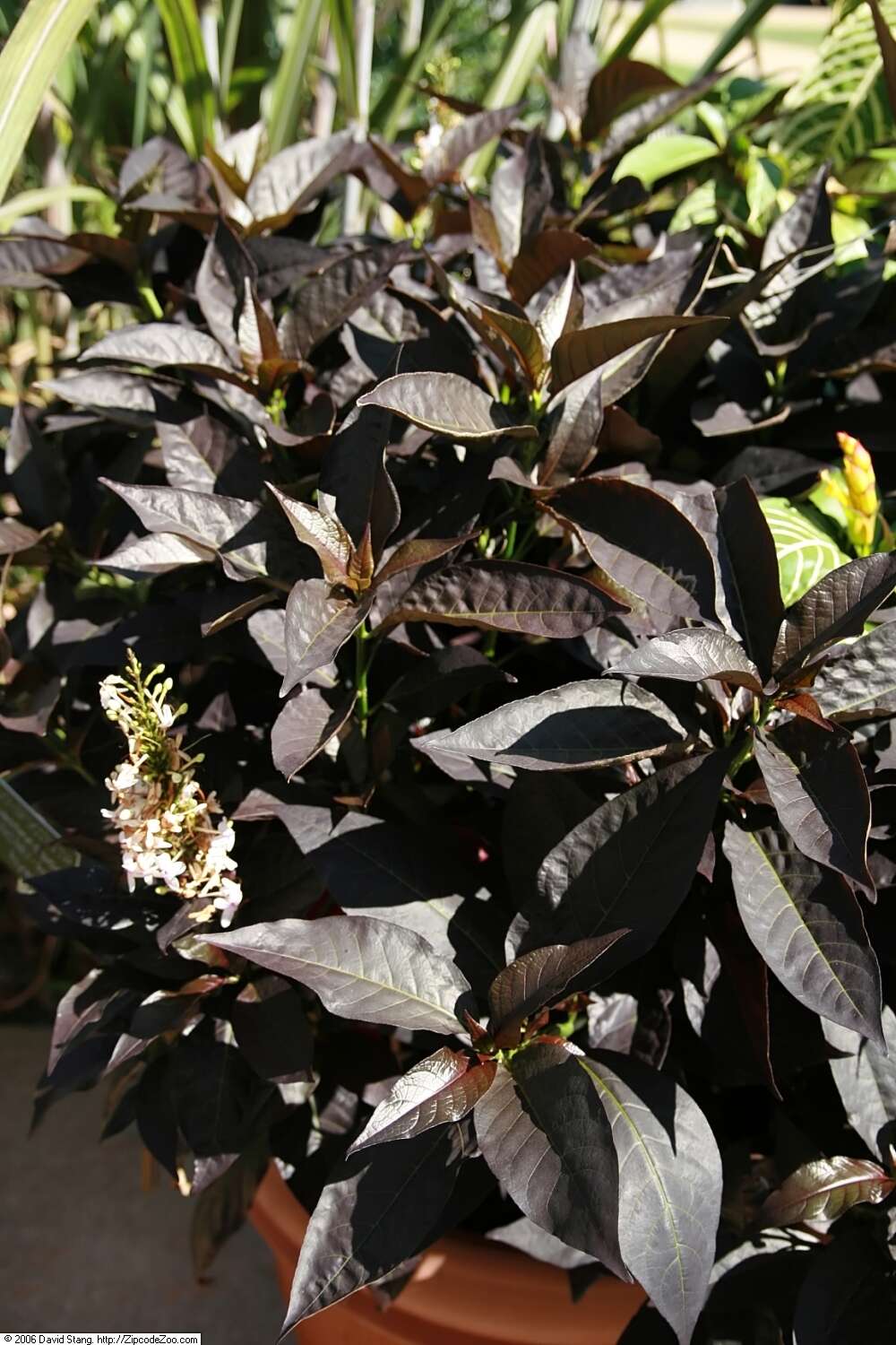 Pseuderanthemum maculatum (Lodd.) I. M. Turner resmi