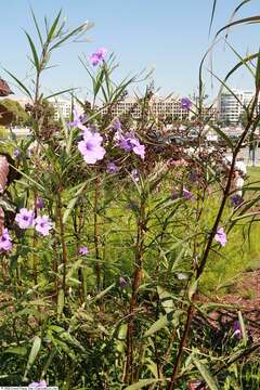Image of Linear-Leaf Wild Petunia
