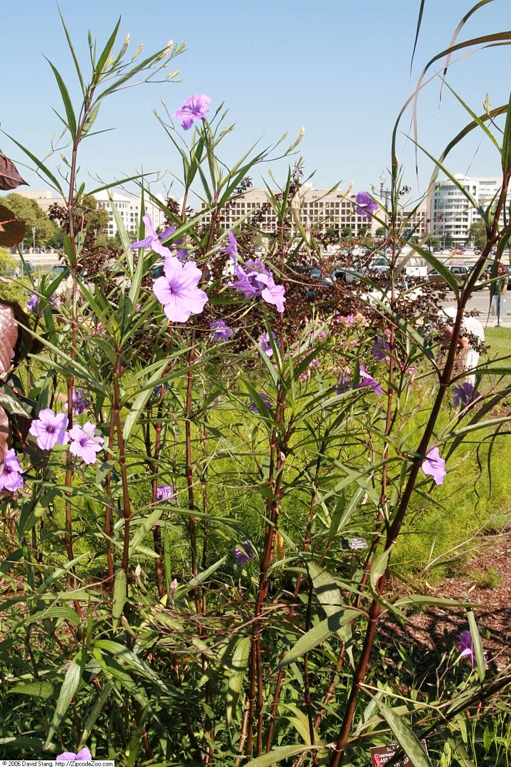 Image de Ruellia simplex Wright