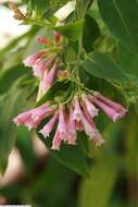 Image of purple cestrum