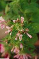 Image of purple cestrum