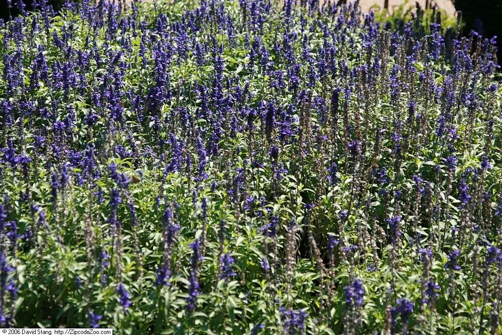 Image of mealycup sage