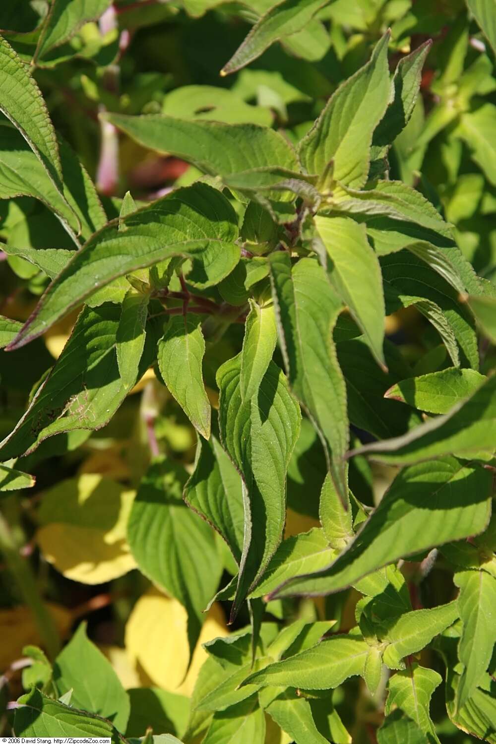 Image of pineapple sage