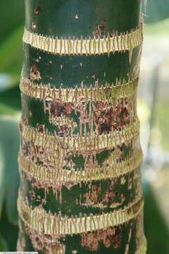 Image of betel palm