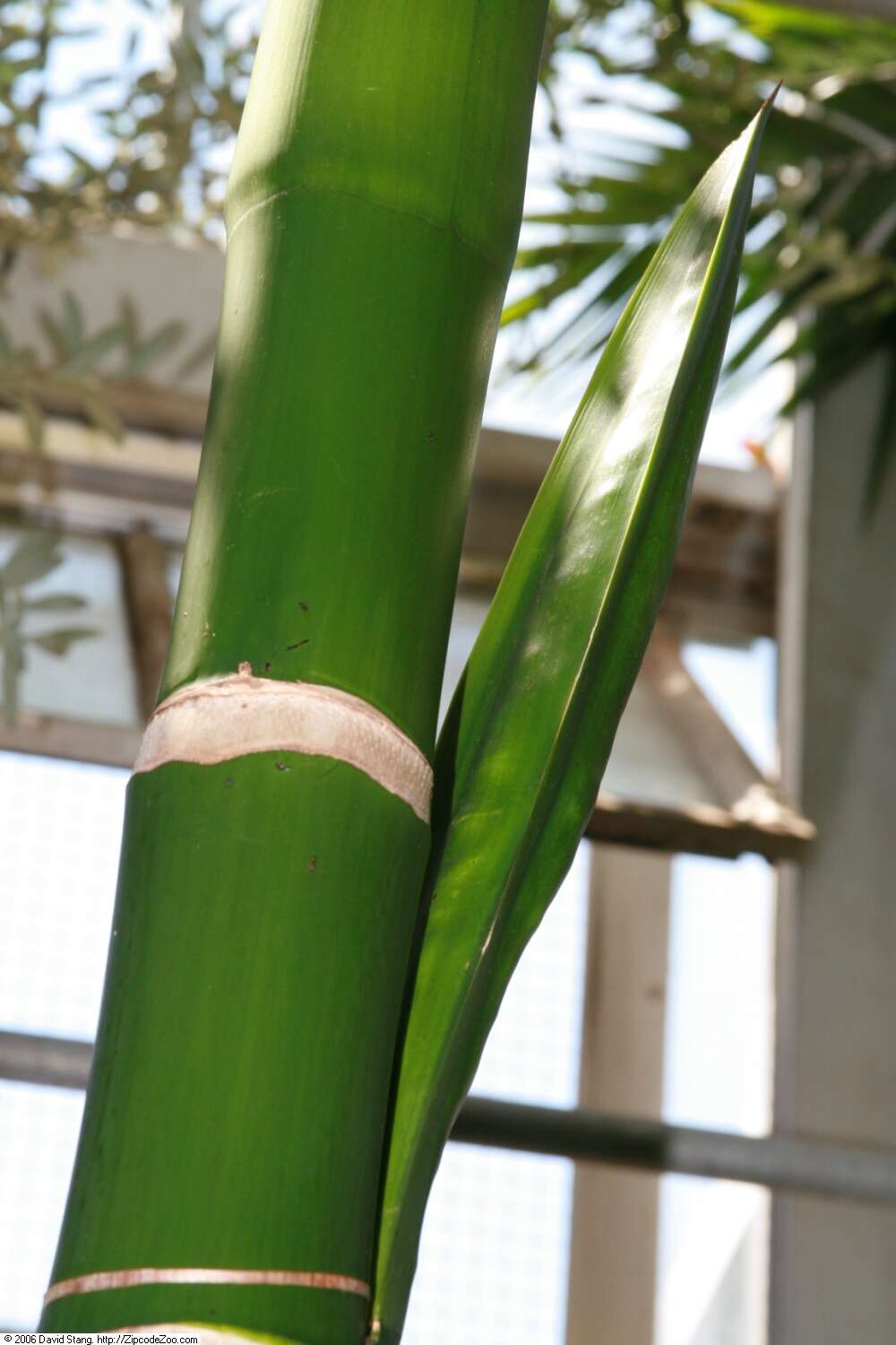 Image of betel palm