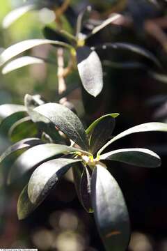 Image of olive tree