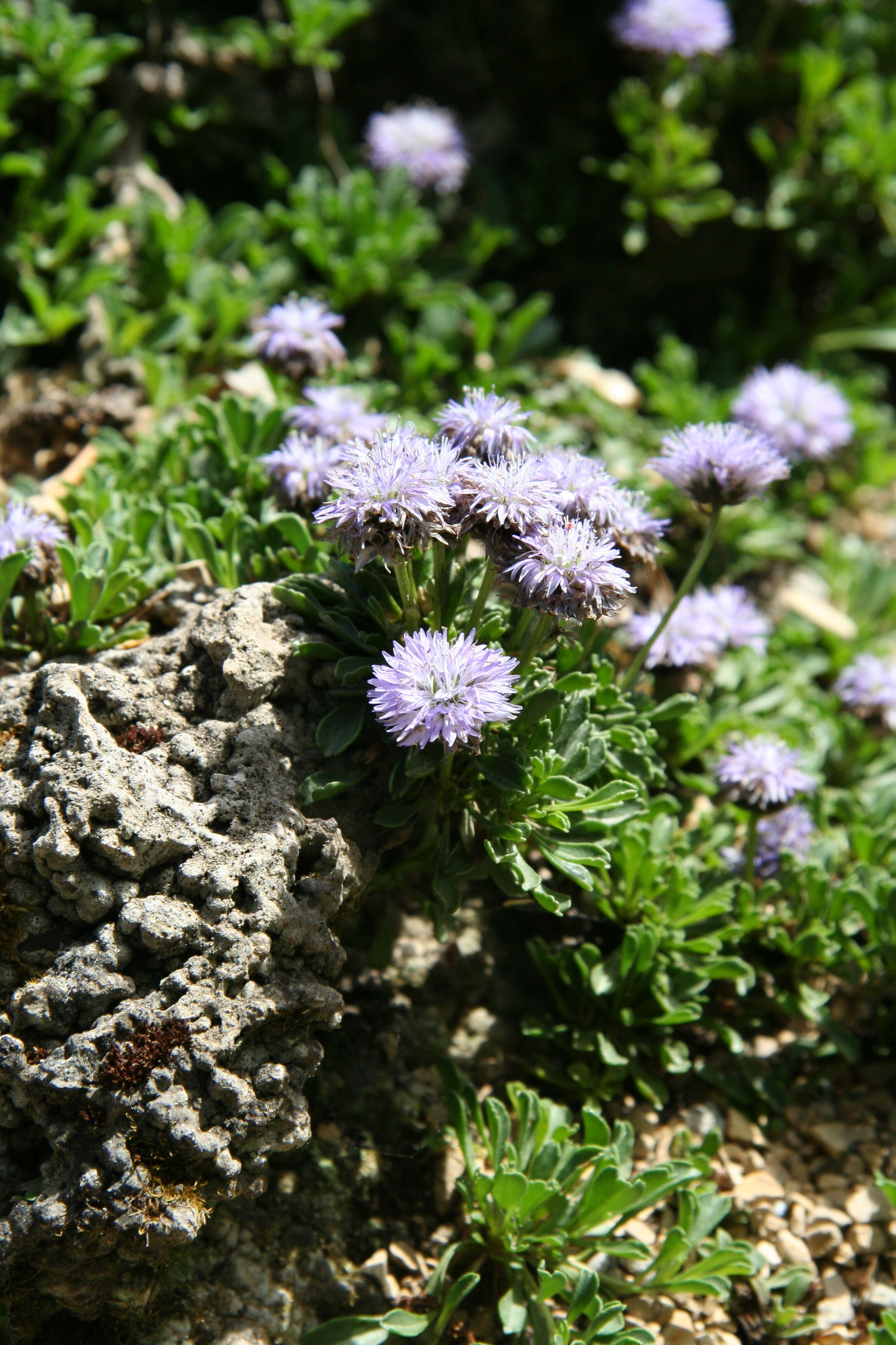 Image de Globularia meridionalis (Podp.) O. Schwarz