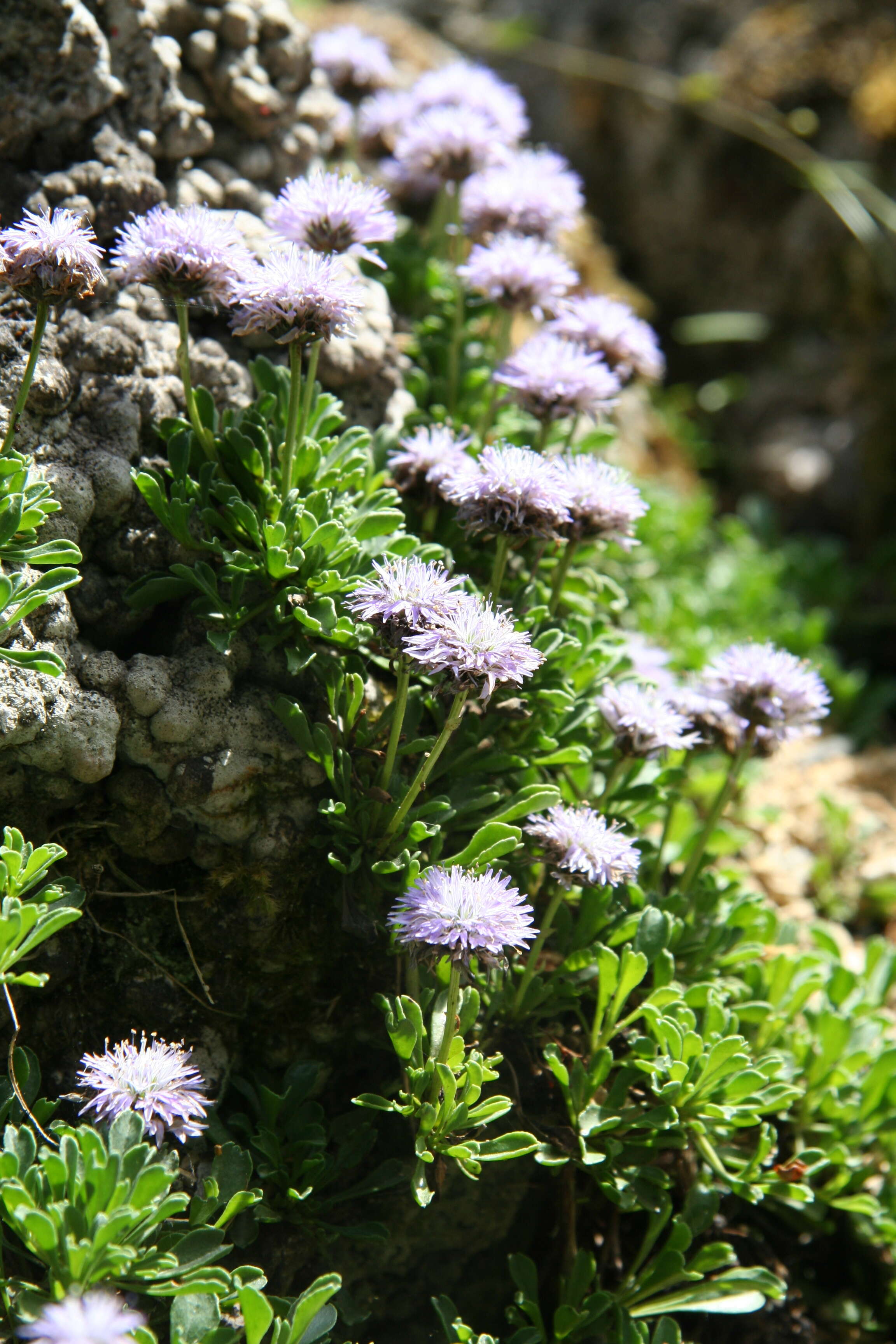 Image de Globularia meridionalis (Podp.) O. Schwarz