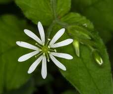 Image of wood stitchwort