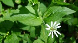 Image of wood stitchwort