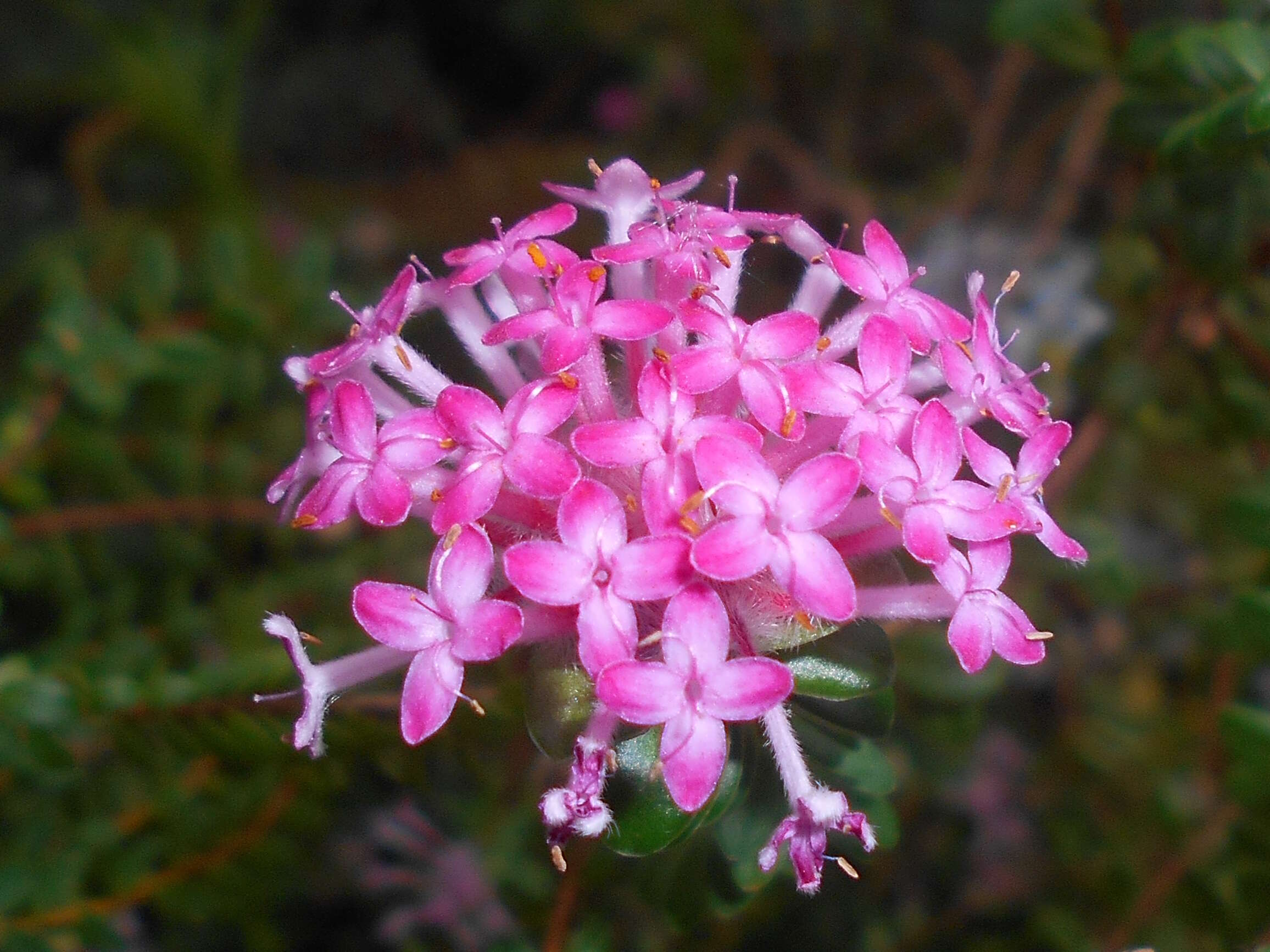 Image of Pimelea ferruginea Labill.