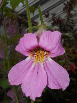 Image of Rehmannia elata N. E. Brown