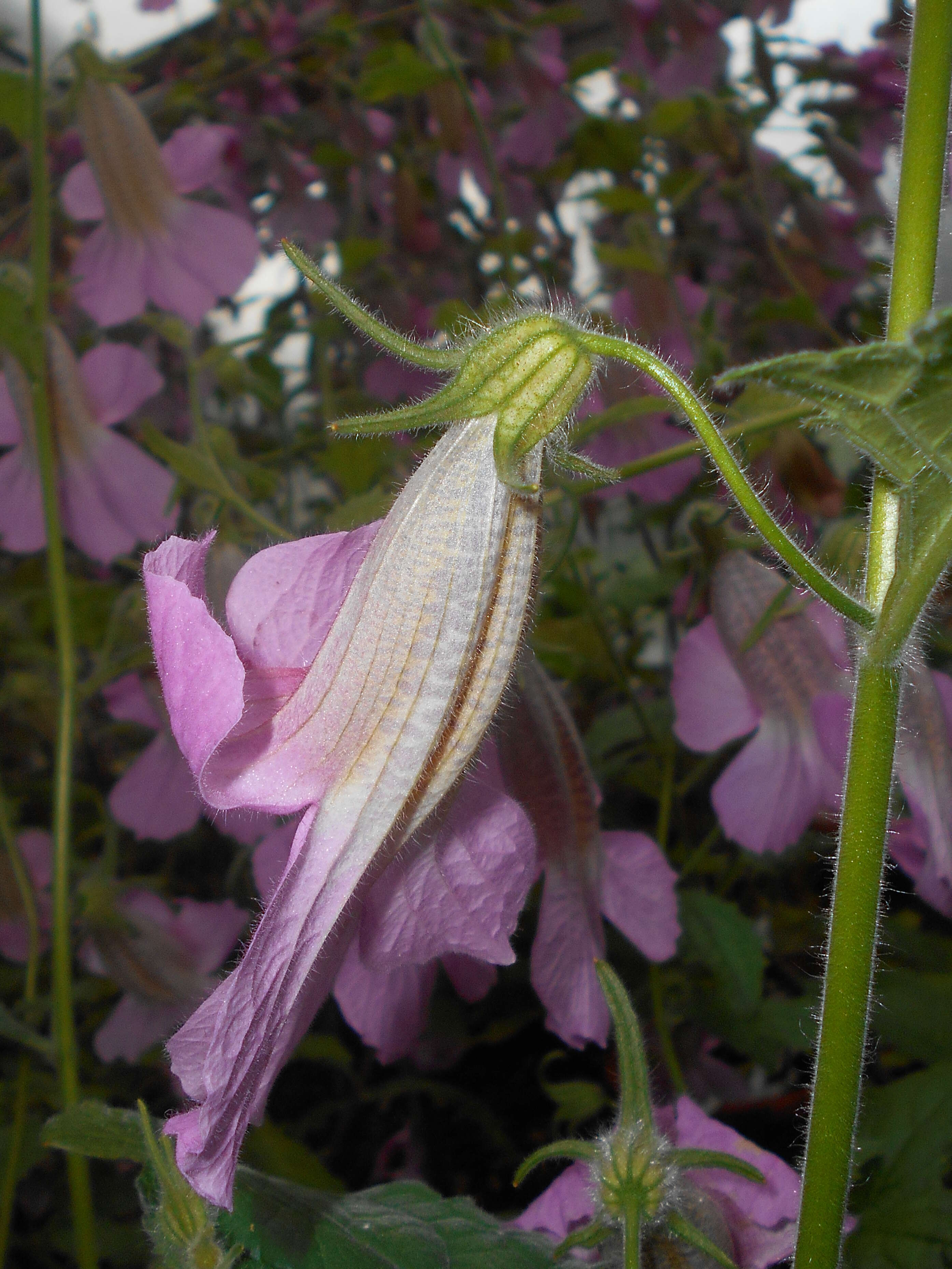 Image of Rehmannia elata N. E. Brown