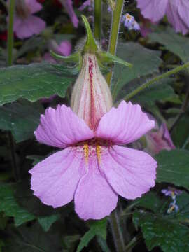 Image of Rehmannia elata N. E. Brown