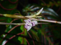 Image of prayerplant