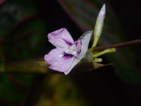 Image of prayerplant