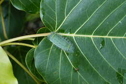 Image of Ficus arnottiana (Miq.) Miq.