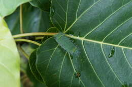 Image of Ficus arnottiana (Miq.) Miq.