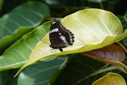 Image de Hypolimnas bolina Linnaeus 1758