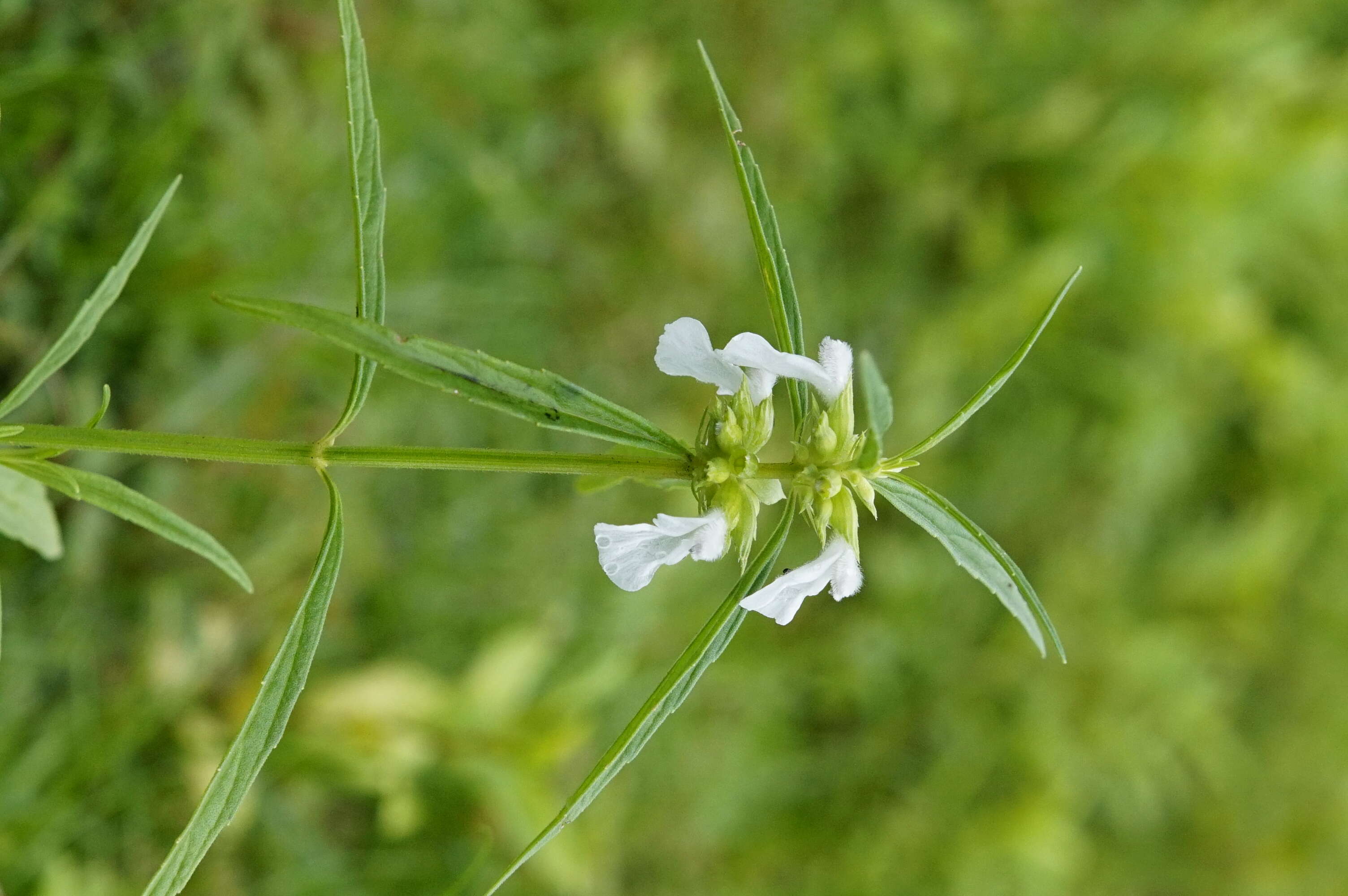 Image de Leucas aspera (Willd.) Link