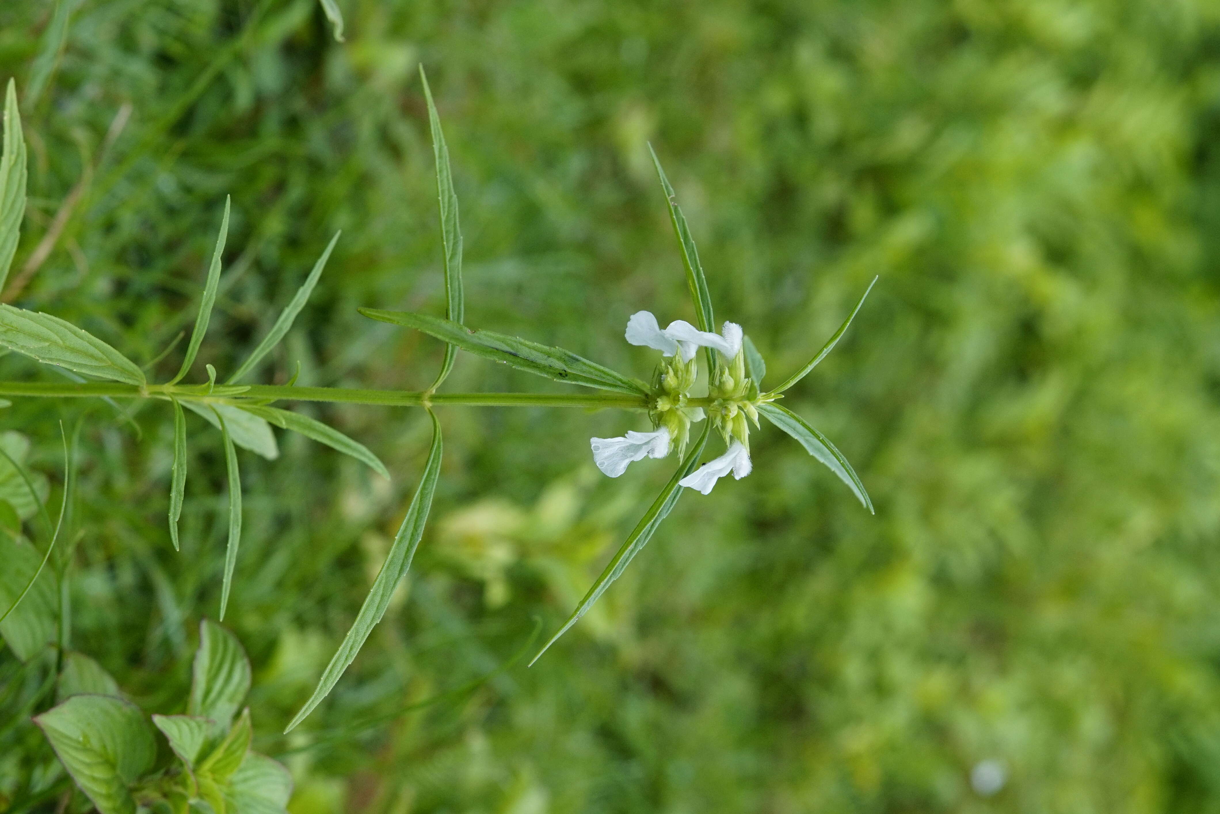 Image of Wild ocinum