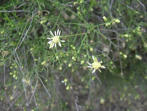 Image of Palmer's goldenbush