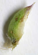 Image of redwool plantain