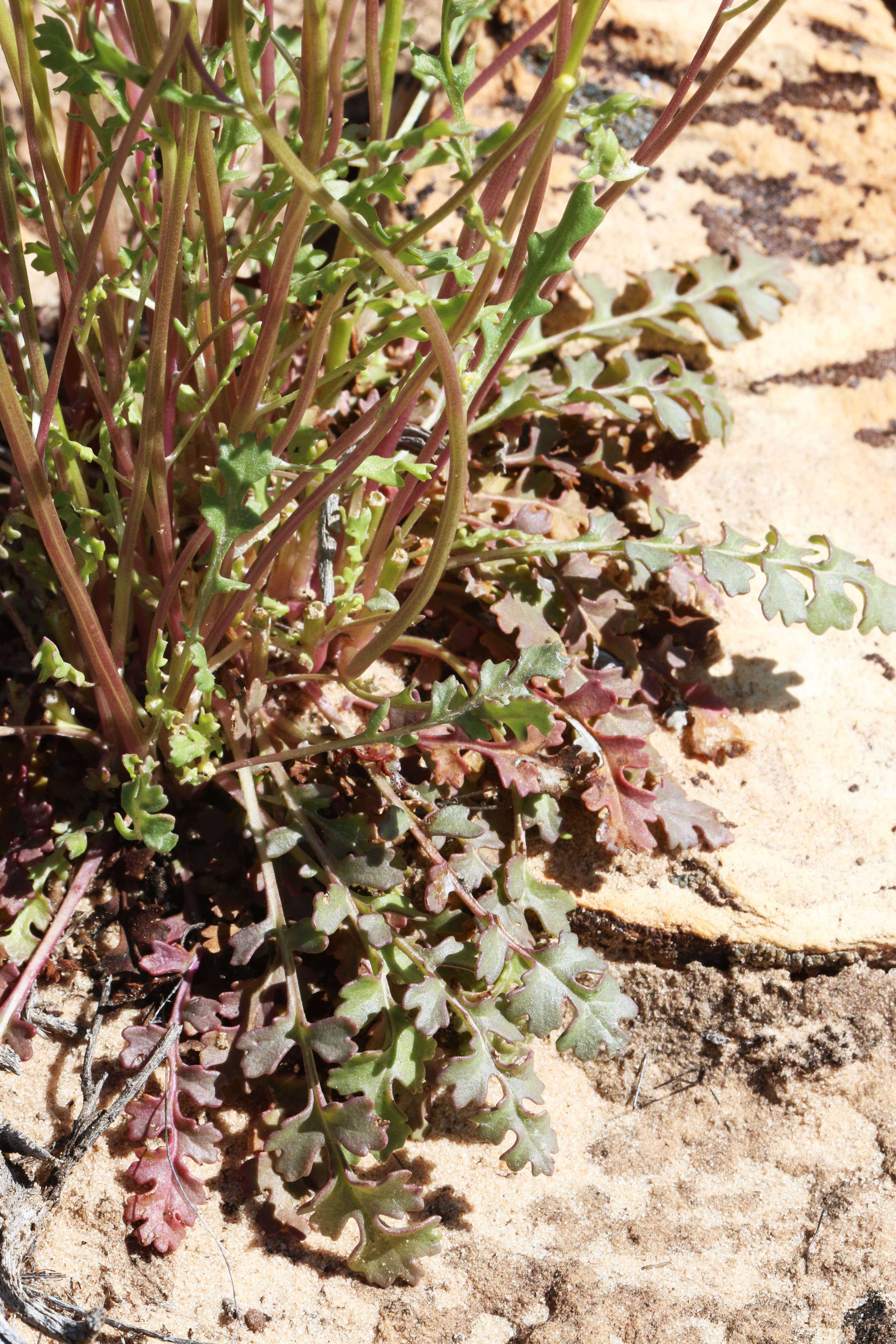 Image of lobeleaf groundsel