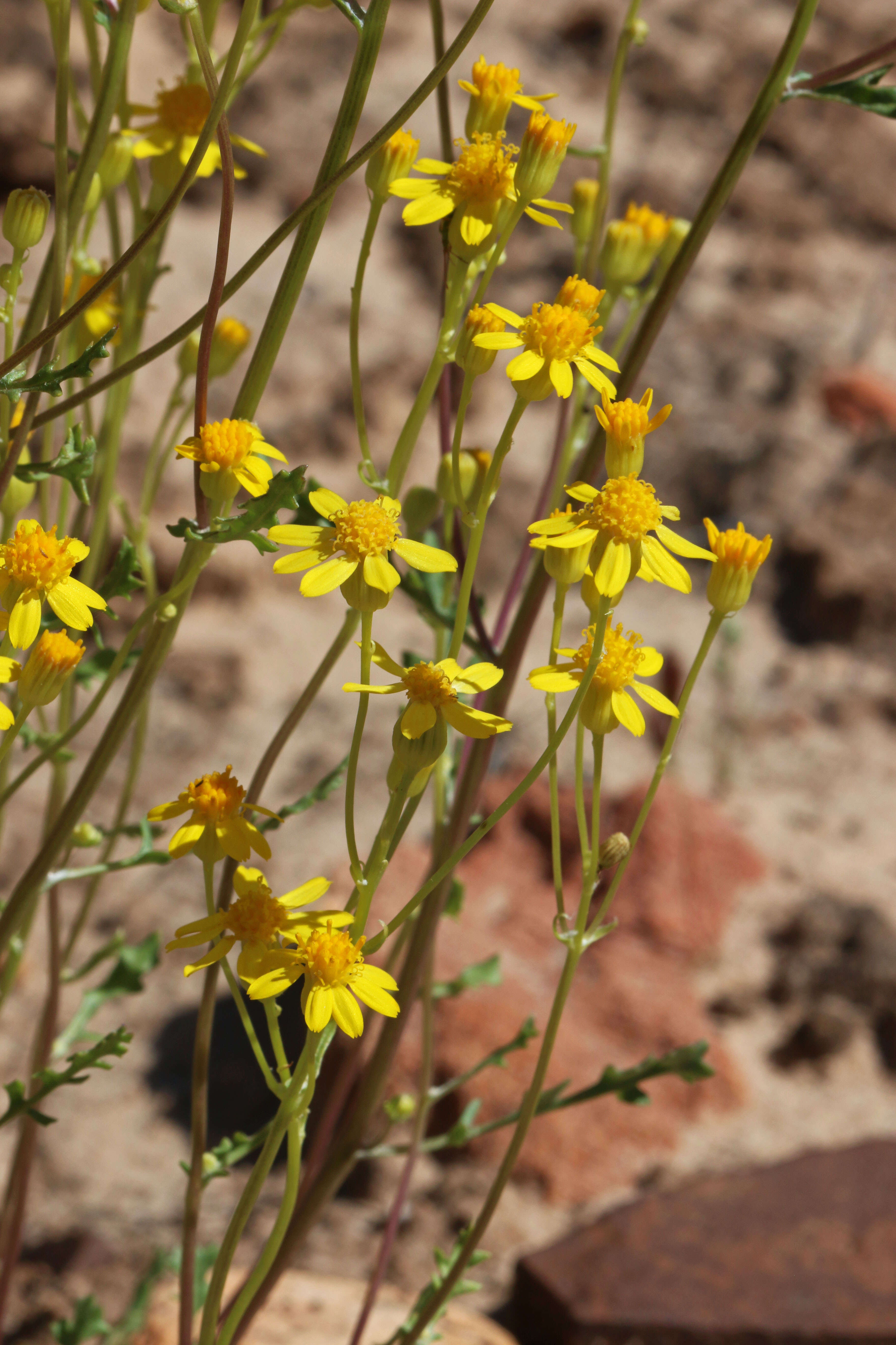 Image of lobeleaf groundsel