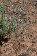 Imagem de Eriastrum diffusum (A. Gray) Mason