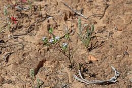 Image de Eriastrum diffusum (A. Gray) Mason