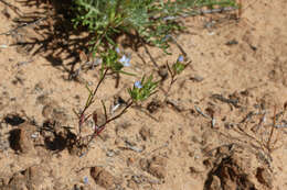 Image de Eriastrum diffusum (A. Gray) Mason