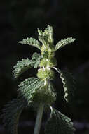 Image of horehound