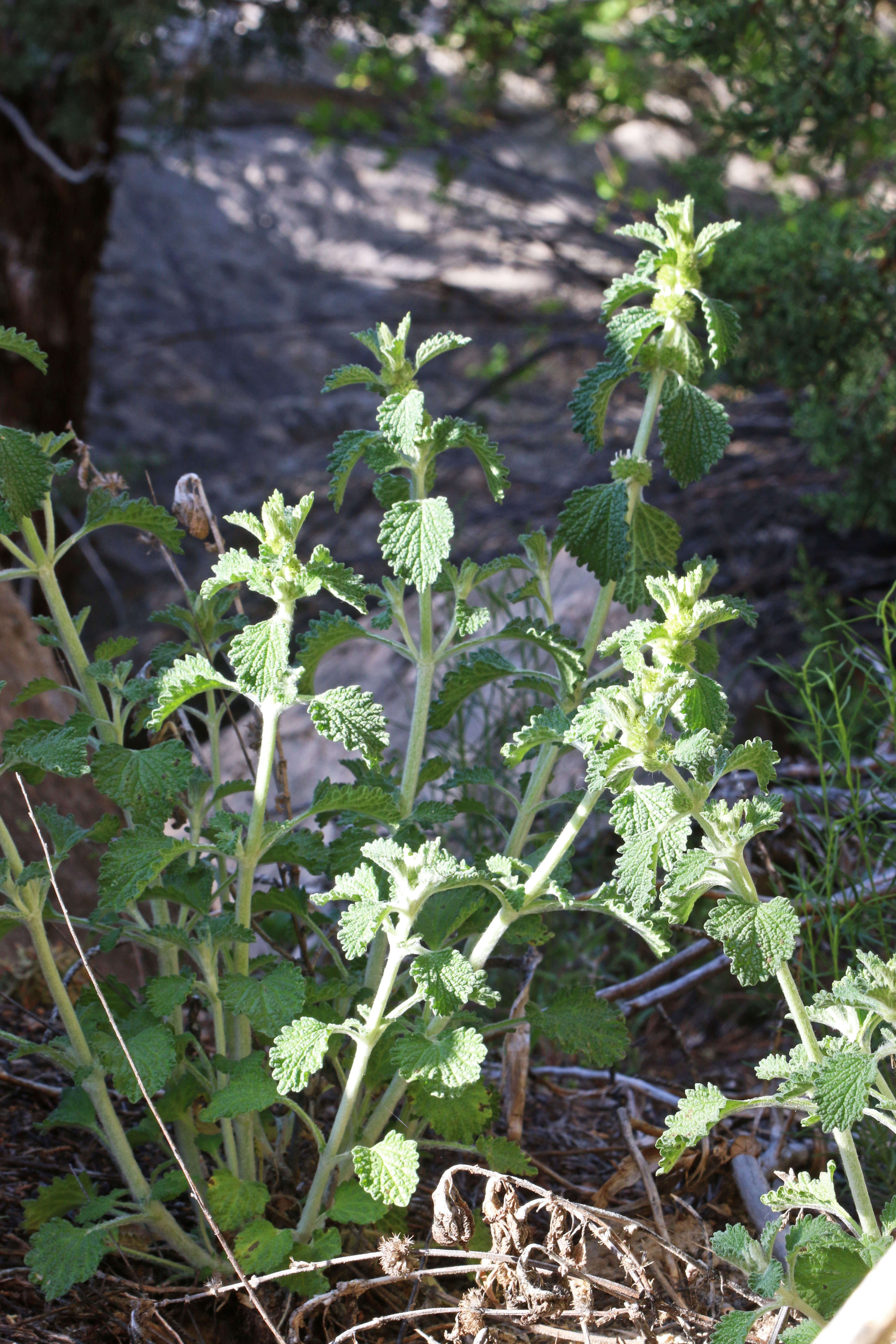 Image of horehound