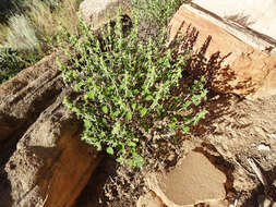 Image of horehound