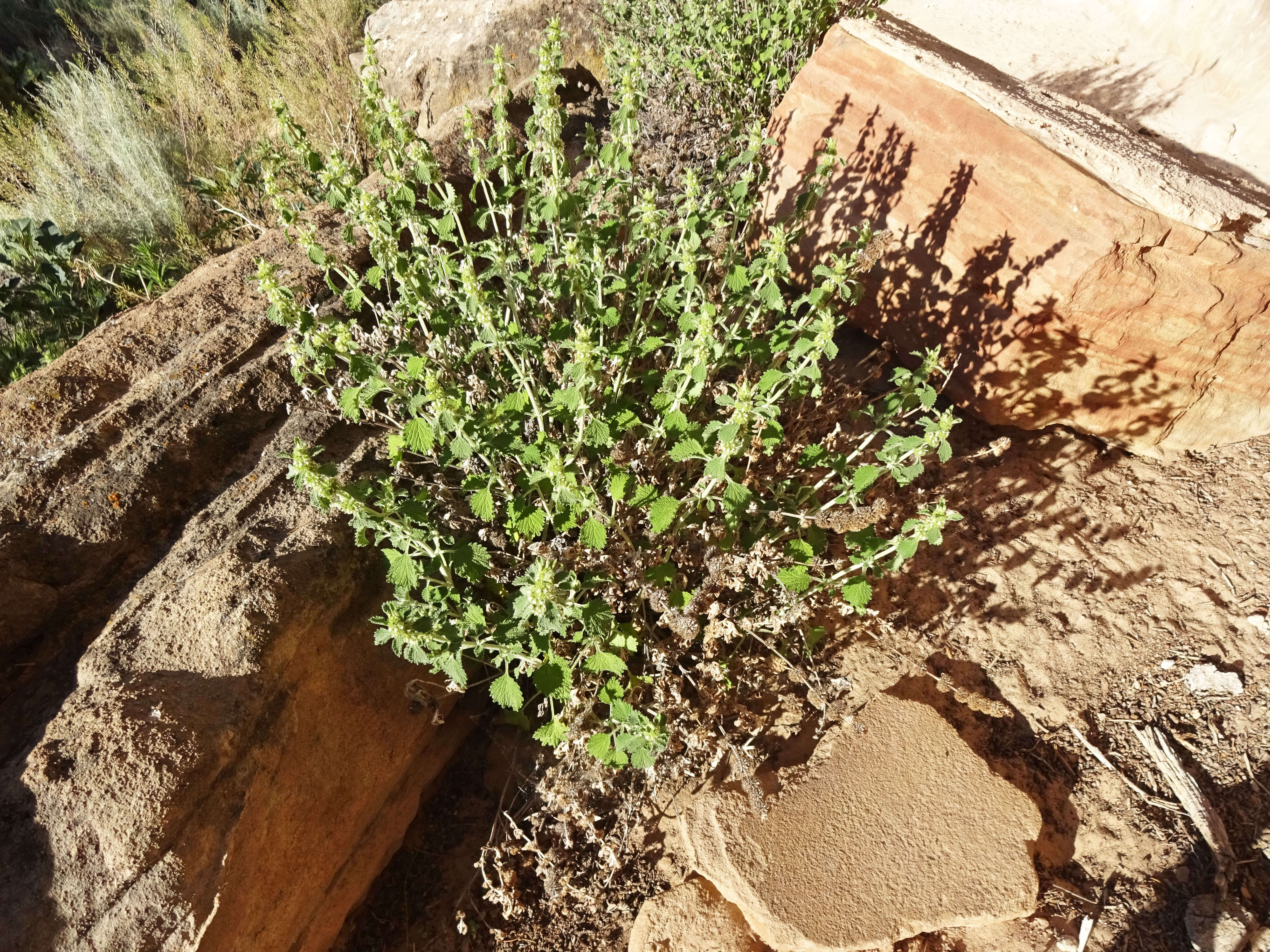 Image of horehound