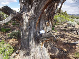 Image of Bigberry Juniper