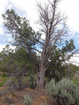 Image of Bigberry Juniper