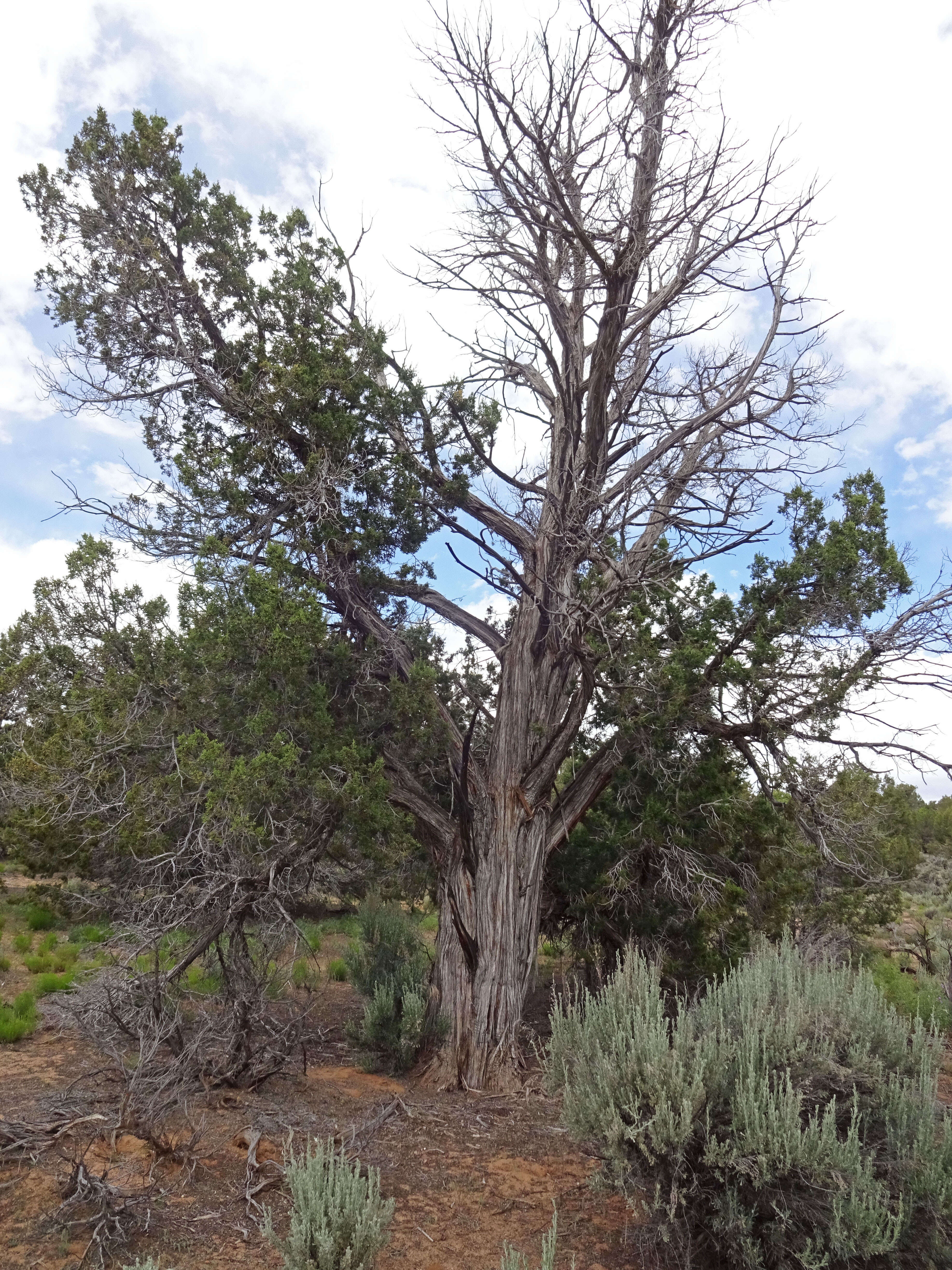 Image of Bigberry Juniper