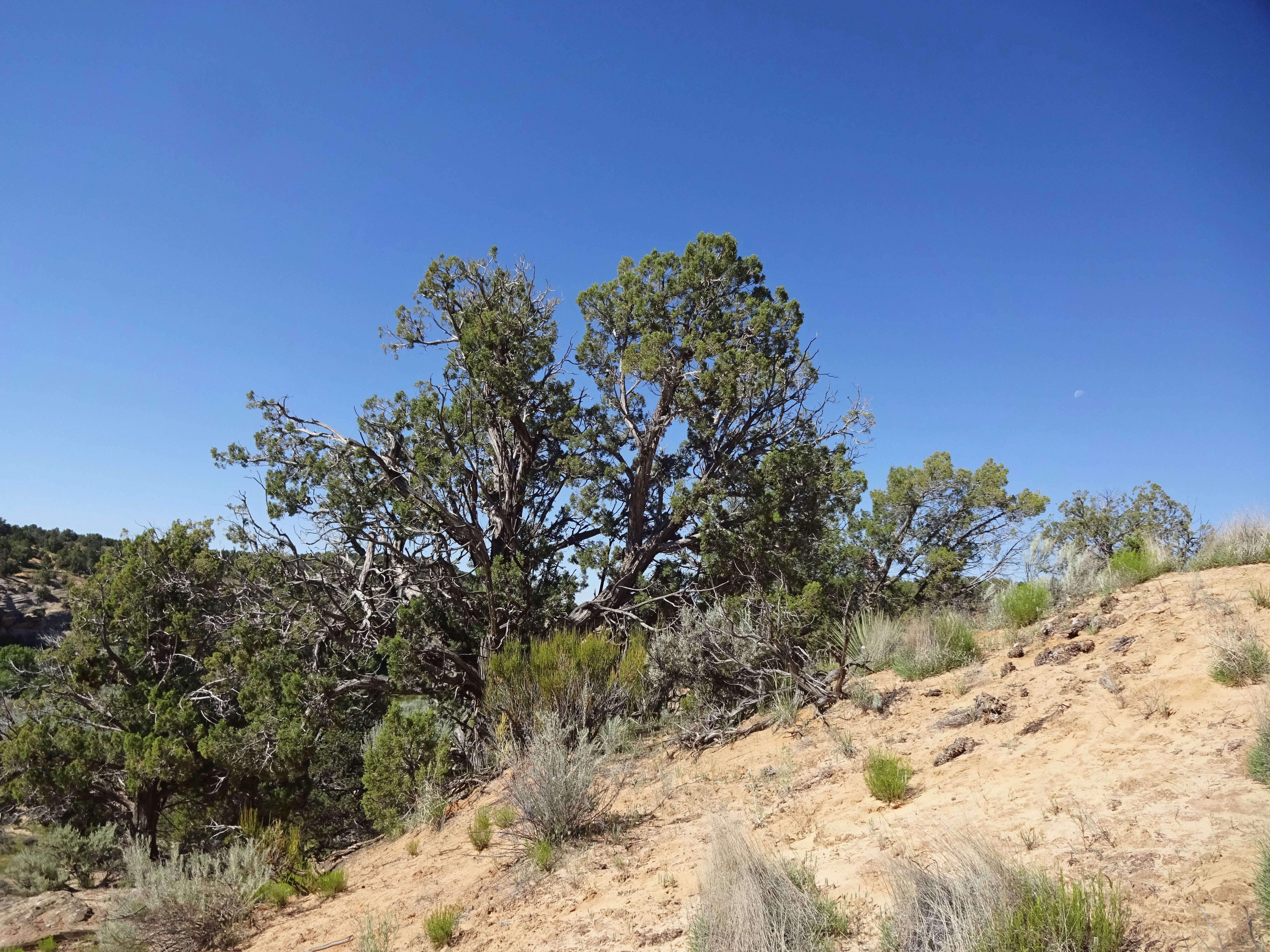 Image of Bigberry Juniper