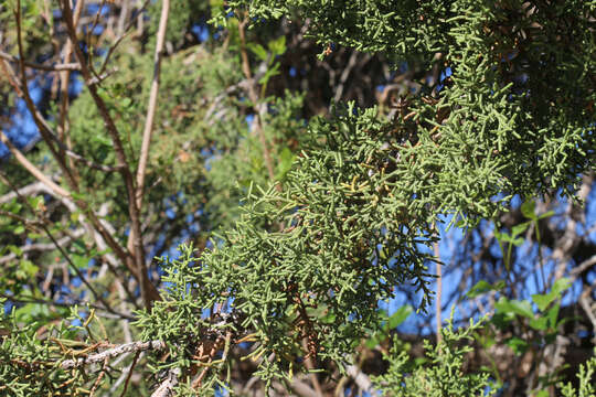 Image of Bigberry Juniper