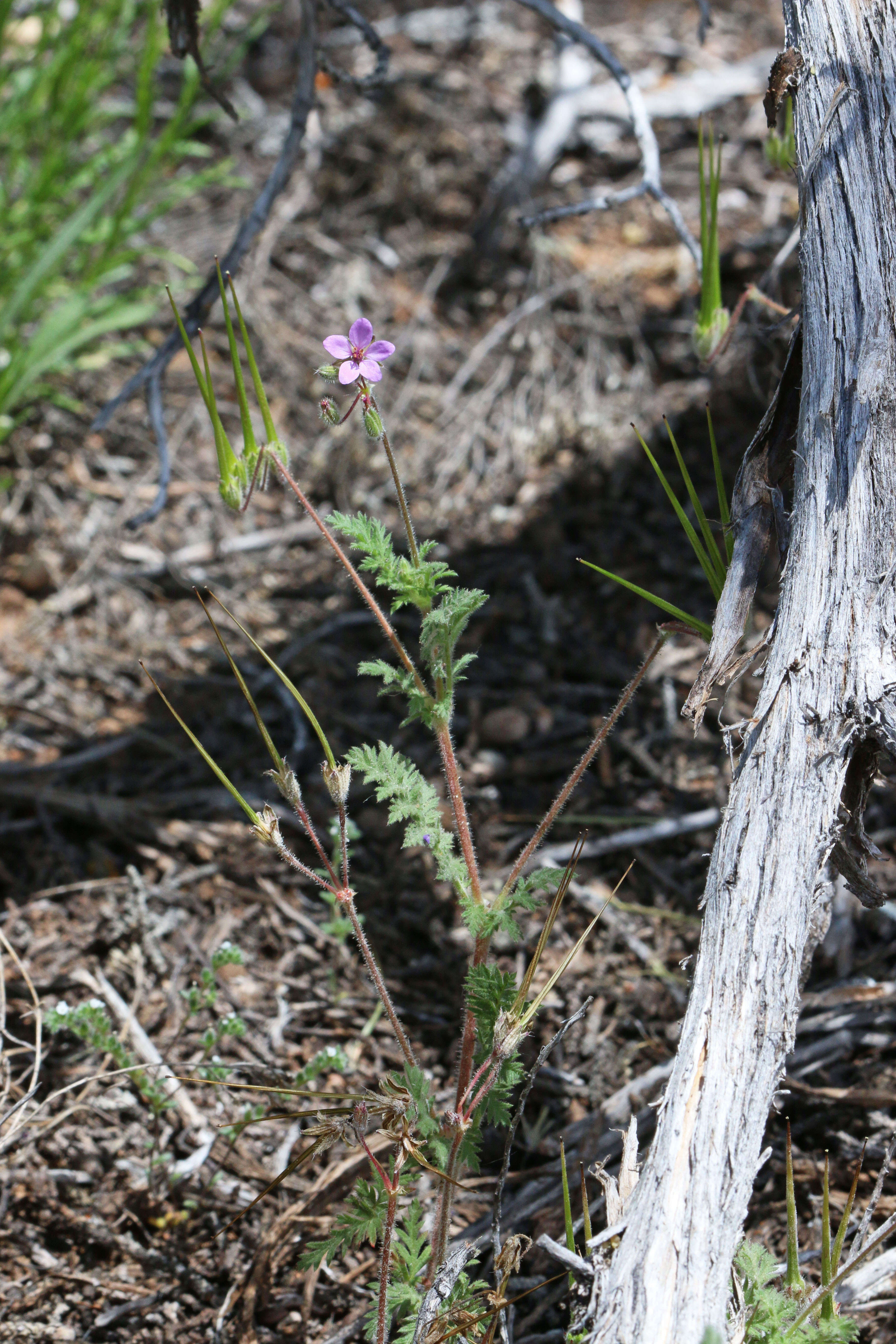 Image of Common Stork's-bill