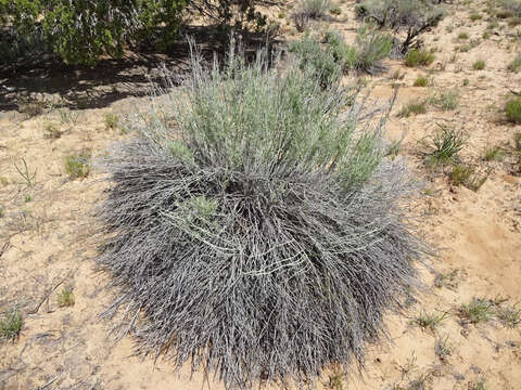 Image de Ericameria nauseosa (Pall. ex Pursh) G. L. Nesom & G. I. Baird