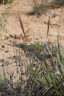 Imagem de Elymus elymoides (Raf.) Swezey